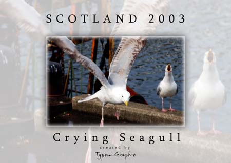 Crying Seagull